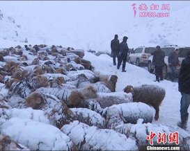 新疆伊犁尼勒克山区发生雪崩转场牧民被转移安置