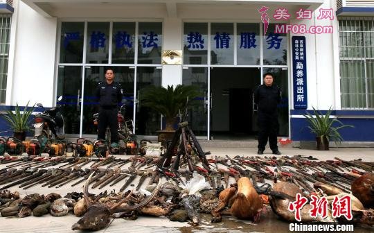 云南景洪公开销毁百余件野生动物死ti及民用抢支