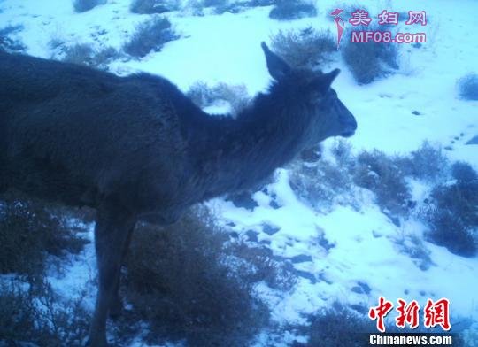 新疆拍摄到艾比湖马鹿觅食图片
