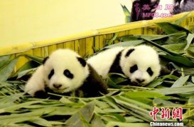 广州长隆再诞大熊猫双胞胎