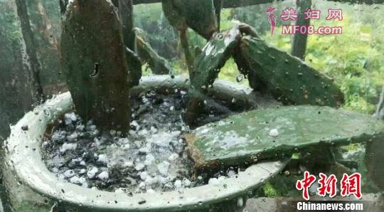 图为景谷县遭遇冰雹，植物被冰雹砸坏。 钟欣 摄