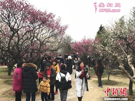 南京梅花提早绽放，赏梅地游人如织。 杨颜慈 摄