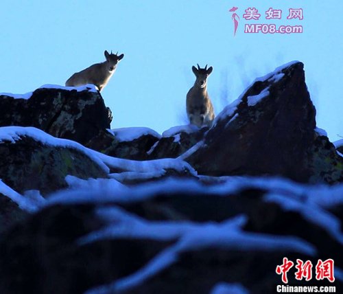 图为两只北山羊向山崖下面“眺望”。 丁宁 摄
