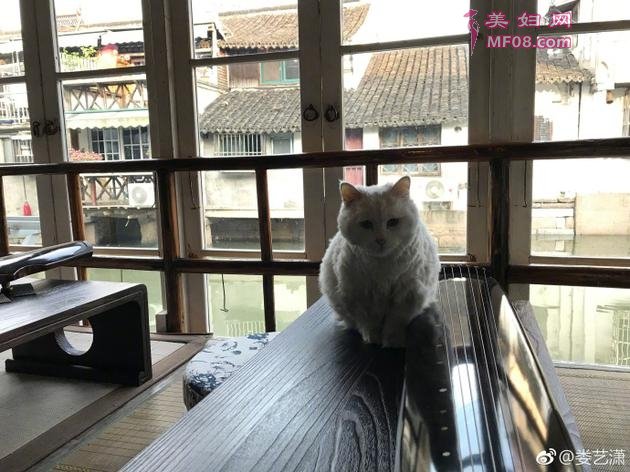 娄艺潇“对猫弹琴”