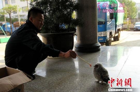 图为民警买来牛肉给灰林鸮进行喂食。警方供图