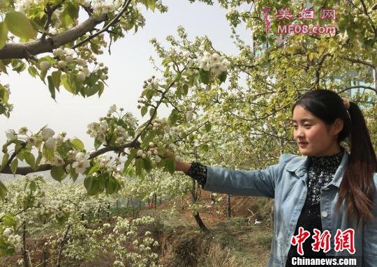 图为游客赏花。 刘玉桃 摄