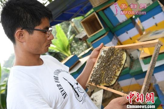 图为云志勤在查看蜂箱。 骆忠华 摄