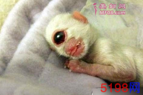 因污染变异的5大生物，再一次给人类敲响了警钟！
