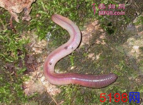 因污染变异的5大生物，再一次给人类敲响了警钟！