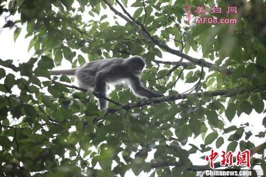 重回森林的“灰灰”在枝头惬意行走觅食。 陶平 摄