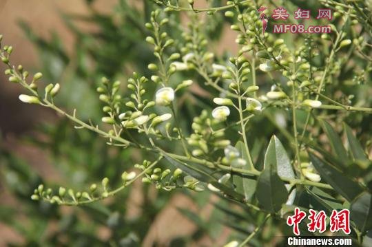 图为槐树上结出的槐米。 屈丽霞 摄