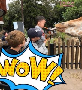 吴京一家三口动物园游玩 儿子＂吴所谓＂喂长颈鹿喜感十足
