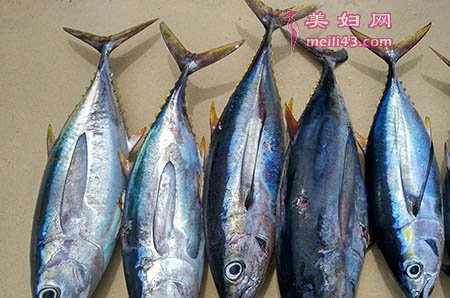 狮子的朝廷的寓言故事1