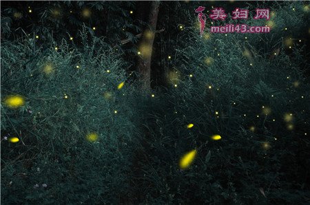 童话故事有哪些：萤火虫，挂灯笼