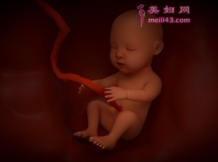 双顶径与孕周对照表