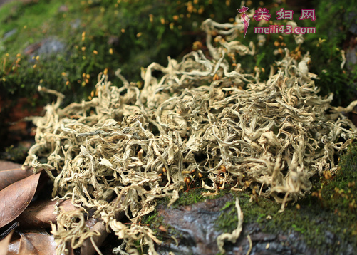 孕妇喉咙痛可以喝艾叶水吗