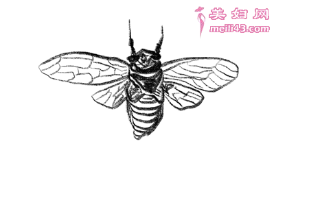 儿童故事苍蝇和蜜蜂