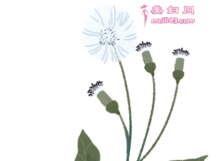两片蒲公英的故事