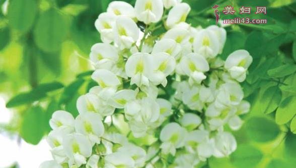哺Ru期可以吃槐花吗