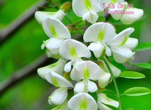 哺Ru期可以吃槐花吗