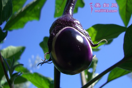 哺Ru期吃茄子会回乃吗