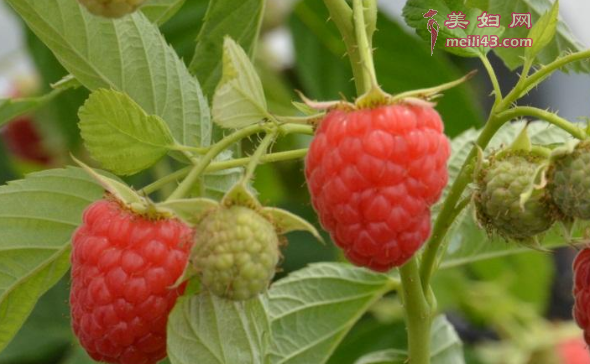 RuڿԳݮ
