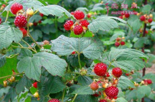 RuڿԳݮ