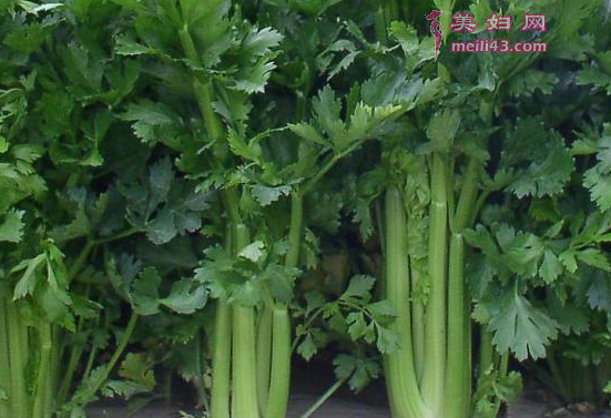 产妇坐月子吃芹菜可以吗