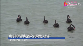 山东长岛海域第一次发现黑天鹅群 黑天鹅原产于哪个国家
