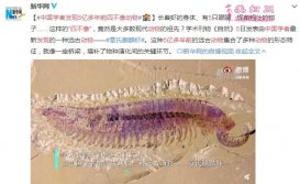 中国学者发现5亿多年前“四不像”动物
