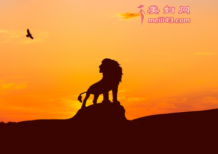 小狮子巴卡的故事