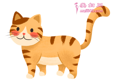 寻找幸福的小猫故事