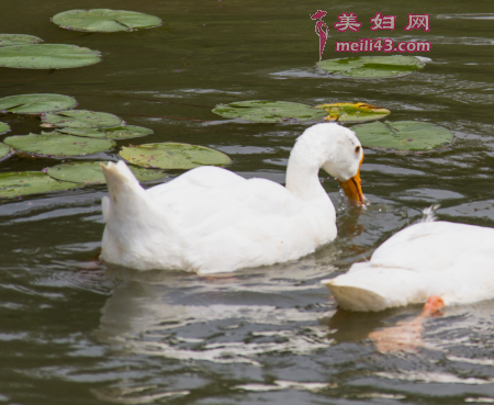 鹅太太洗澡的故事