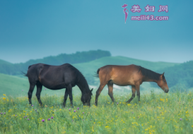小动物选美的故事