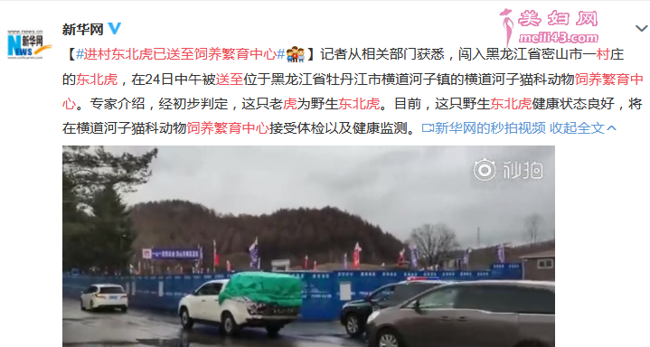 进村东北虎已送至饲养繁育中心 遇到老虎怎么办怎么自保自救 