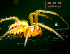 蜘蛛修网的故事