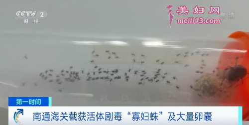海关截获活体寡妇蛛和大量卵囊  剧毒寡妇蛛送检当天孵出数百蜘蛛
