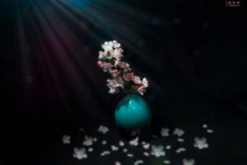 虞美人雨后同干誉才卿置酒来禽花下作拼音版