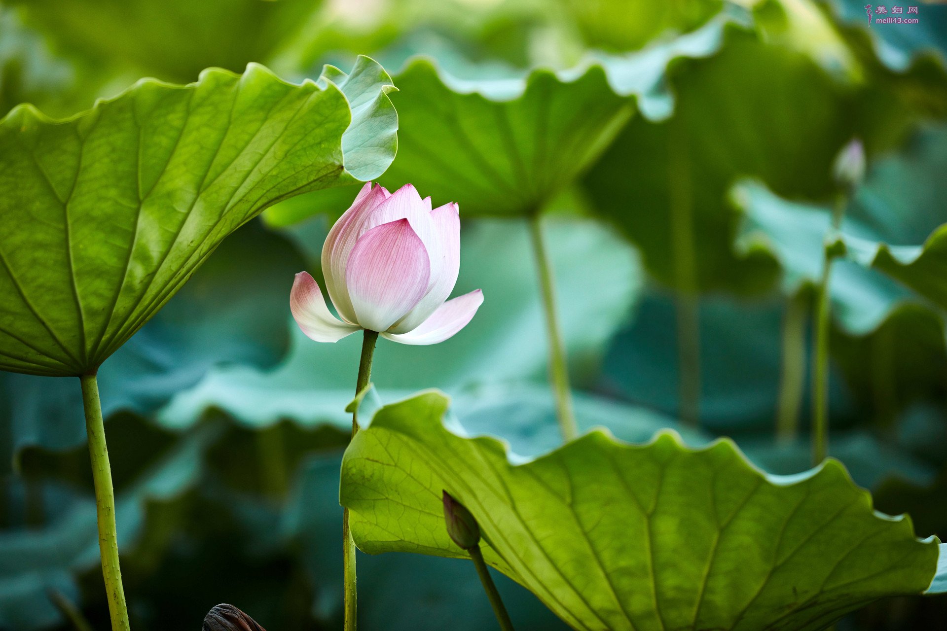 ɺҶƴ ɺҶ
