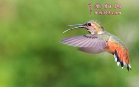 蜂鸟家族的故事