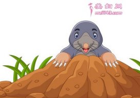 鼹鼠睡不着的故事