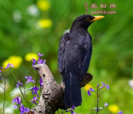 ʢװĹ