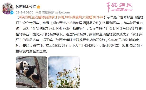 陕西秦岭大熊猫增加到387只 其中人工种群42只